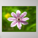 Search for moser Floral
