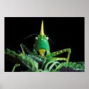 Search for bug pictures posters Nature photos