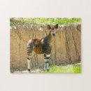 Search for okapi Congo