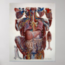 Search for organ anatomy posters Heart