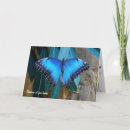 Search for blue morpho butterfly cards Insect