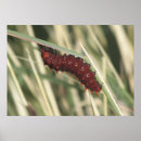 Search for large butterfly posters Red