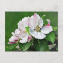 Search for apple tree postcards Garden