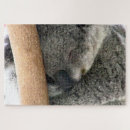 Search for koala photography Koalas