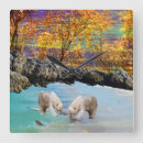Search for polar bear clocks Cubs