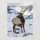 Search for elk in snow postcards Antlers