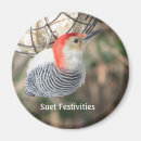 Search for bellis magnets Ornithology