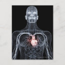 Search for torso postcards Body