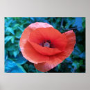 Search for poppy posters Trendy