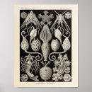 Search for vintage sea creatures posters Ocean