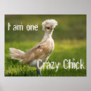 Search for funny chicks posters Chicken