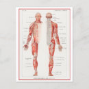 Search for nervous system postcards Human