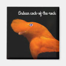 Search for cocks magnets Bird