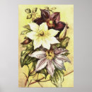 Search for clematis posters Floral