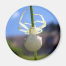 Search for arachnid magnets Animal