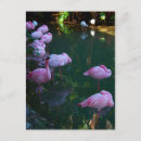 Search for flamingos postcards Photograph