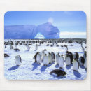 Search for antarctic mouse mats Standing