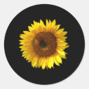 Search for beautiful sunflower stickers Nature