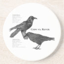 Search for the crow coasters Raven