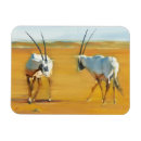 Search for antelopes magnets Horned