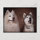 Search for samoyed postcards Animal