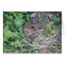 Search for rabbit other Rabbits