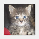 Search for surprised magnets Kitten