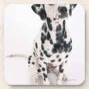 Search for cut cork coasters Colour image
