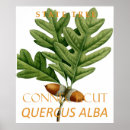 Search for oak tree posters Connecticut