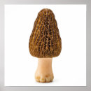 Search for morel Botanical
