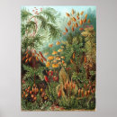 Search for vintage botanical mushrooms posters Retro