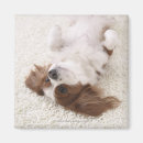 Search for belly magnets Cute