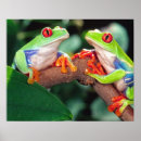 Search for callidryas posters Costa rica