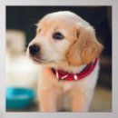Search for cute puppy posters Retriever