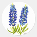 Search for lupine stickers Texas