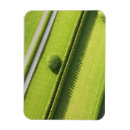 Search for hedge magnets Grass
