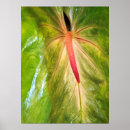 Search for anthurium posters Botanical