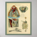 Search for chest art Vintage
