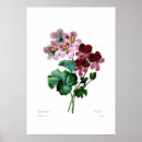 Search for geranium posters Botanical