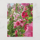 Search for hollyhocks postcards Colourful