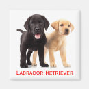 Search for black lab magnets Puppy