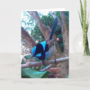 Search for feathered friend cards Avian