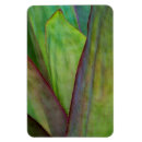 Search for agave magnets Flora