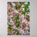 Search for apple blossoms posters Photography