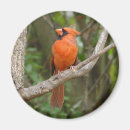 Search for pretty bird magnets Nature