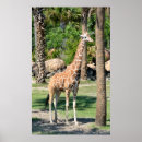 Search for tall giraffe posters Nature