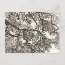 Search for deciduous trees Evergreen
