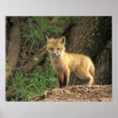 Search for fox pups posters Nature