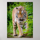 Search for tiger woods posters Wild cat