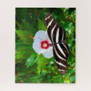 Search for longwing Insect